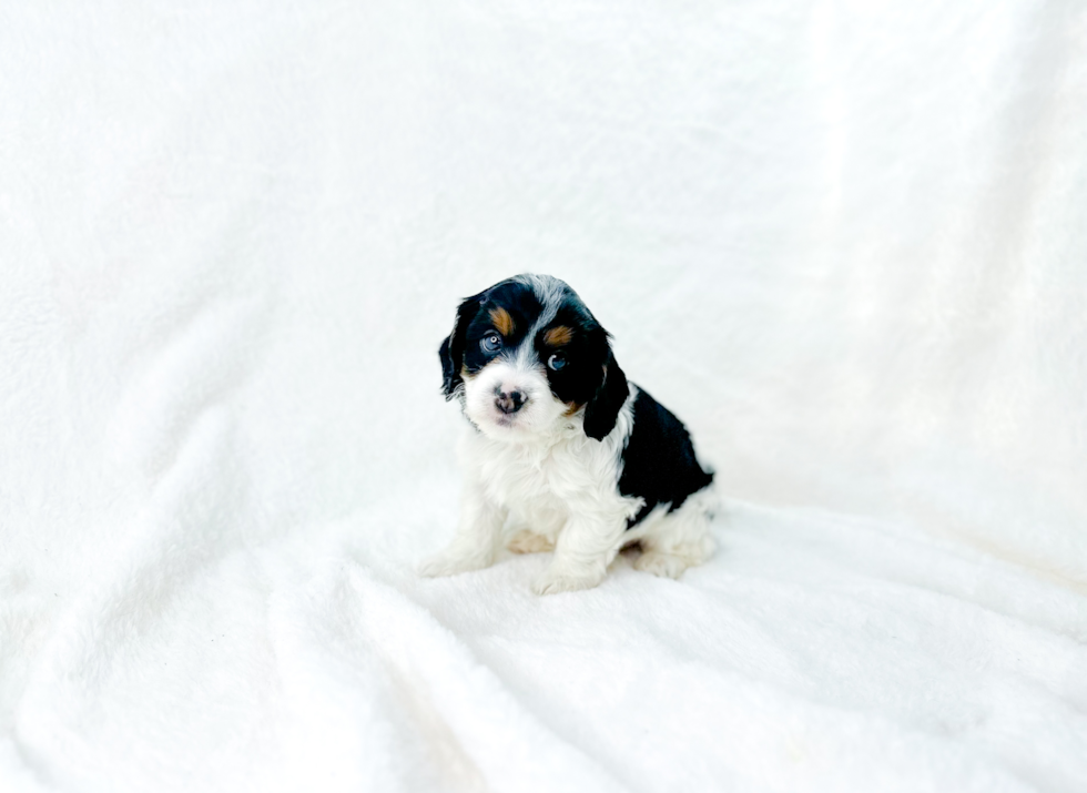 Cute Cavapoo Baby