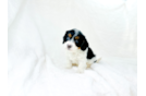 Cavapoo Puppy for Adoption