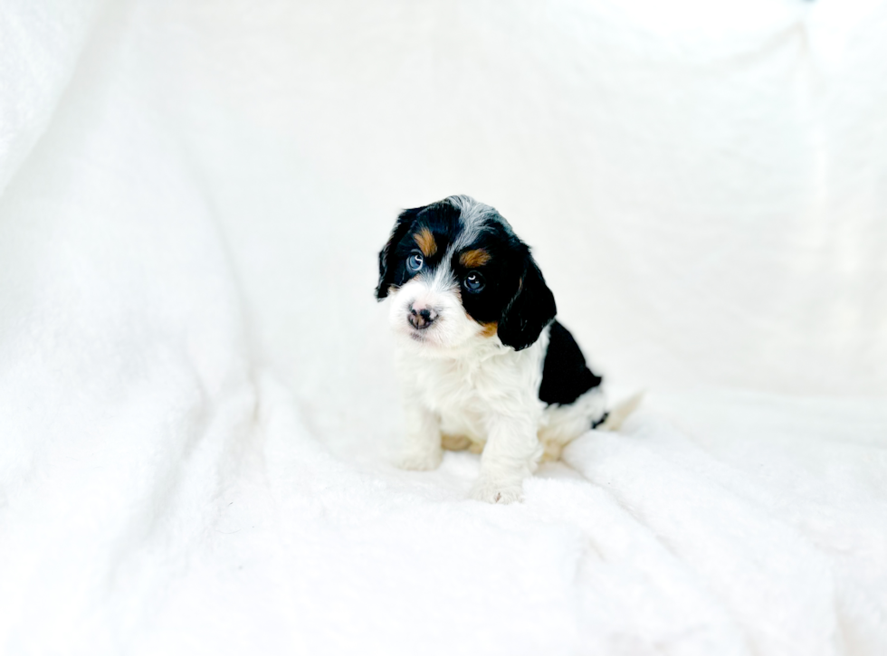 Cavapoo Puppy for Adoption