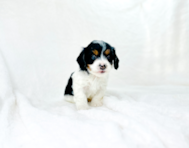 8 week old Cavapoo Puppy For Sale - Simply Southern Pups