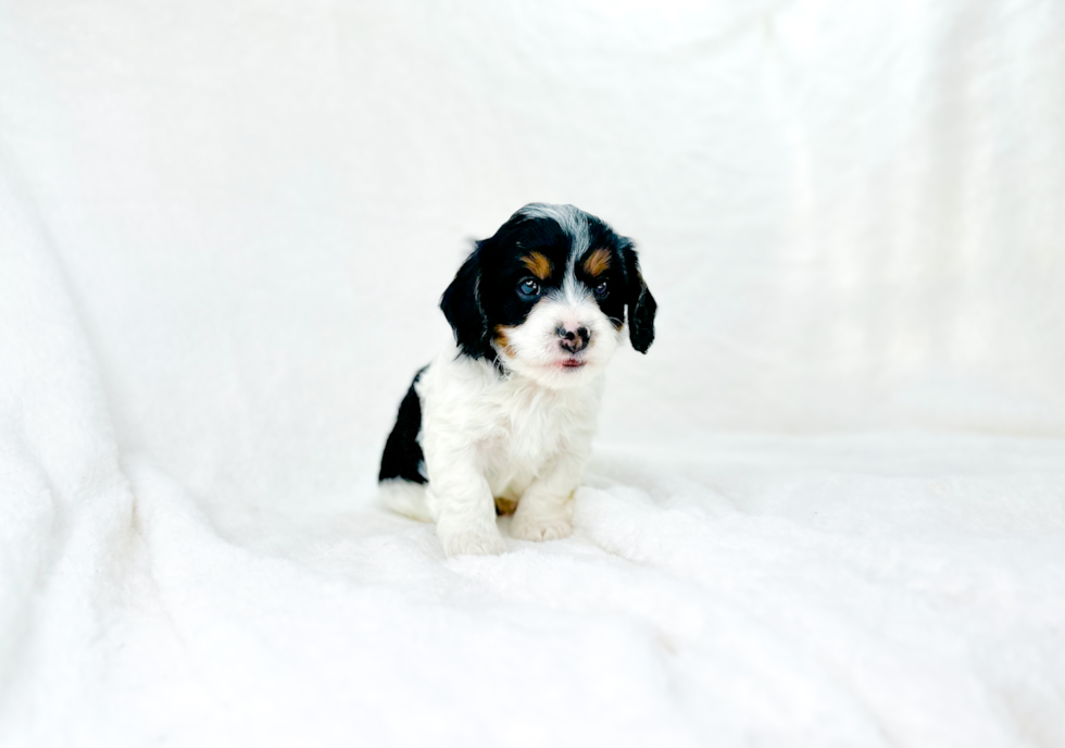 Cute Cavipoo Poodle Mix Puppy