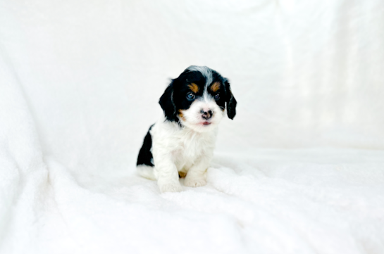 Cute Cavipoo Poodle Mix Puppy