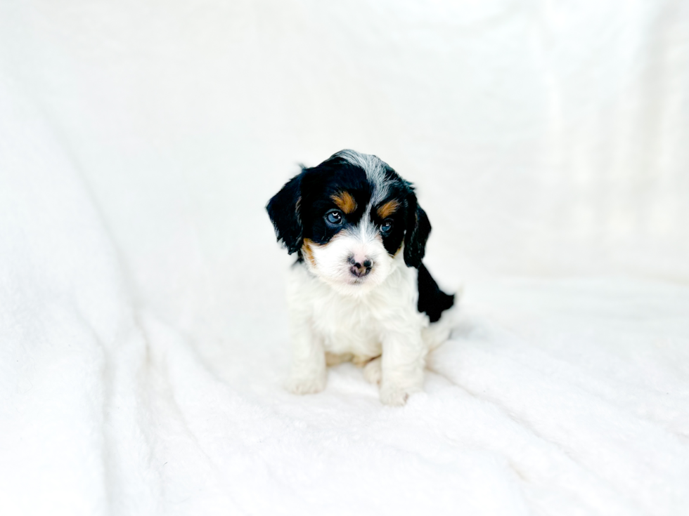 Cavapoo Pup Being Cute