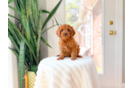 Cute Cavipoo Poodle Mix Puppy