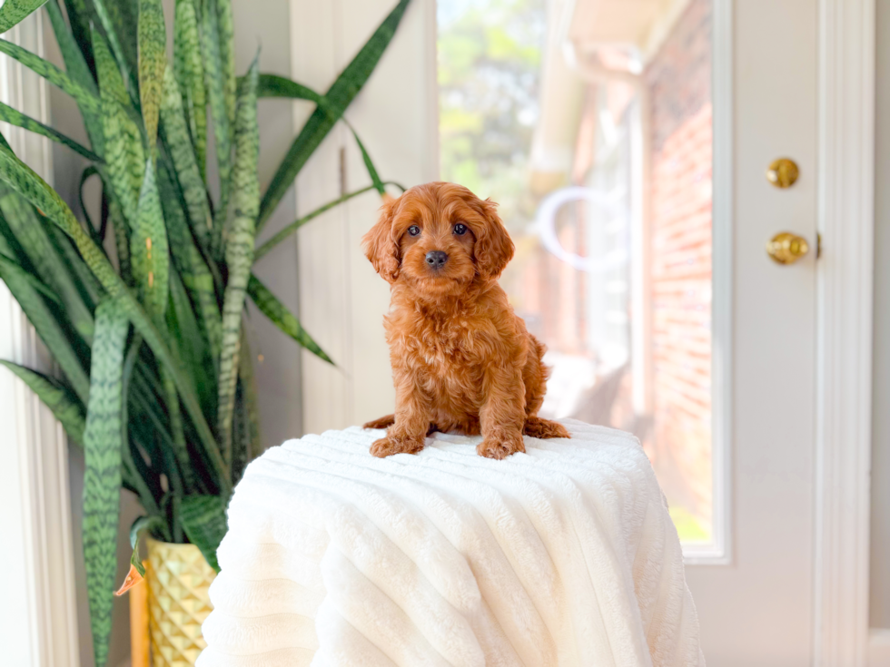 Cute Cavipoo Poodle Mix Puppy