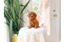 Cavapoo Puppy for Adoption