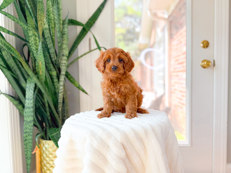 Cavapoo Puppy for Adoption