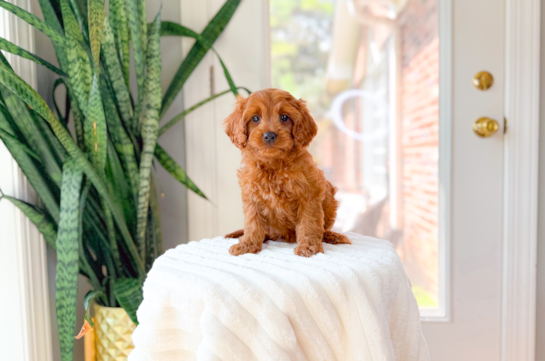Cavapoo Puppy for Adoption