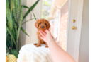 Cavapoo Puppy for Adoption