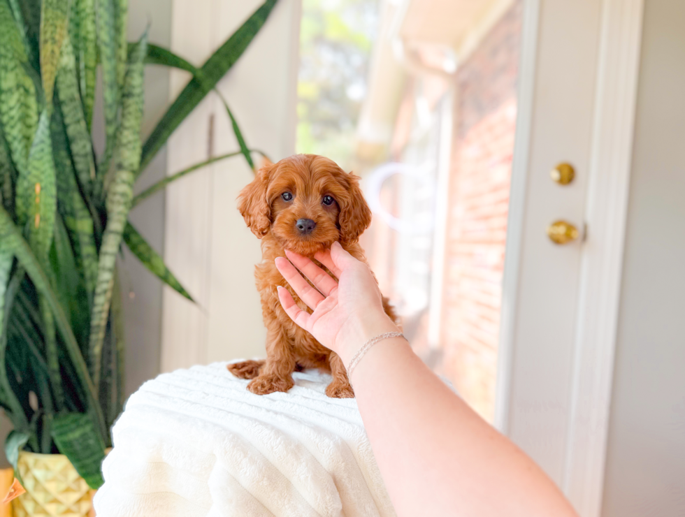 Cavapoo Puppy for Adoption