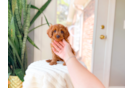 Cavapoo Pup Being Cute