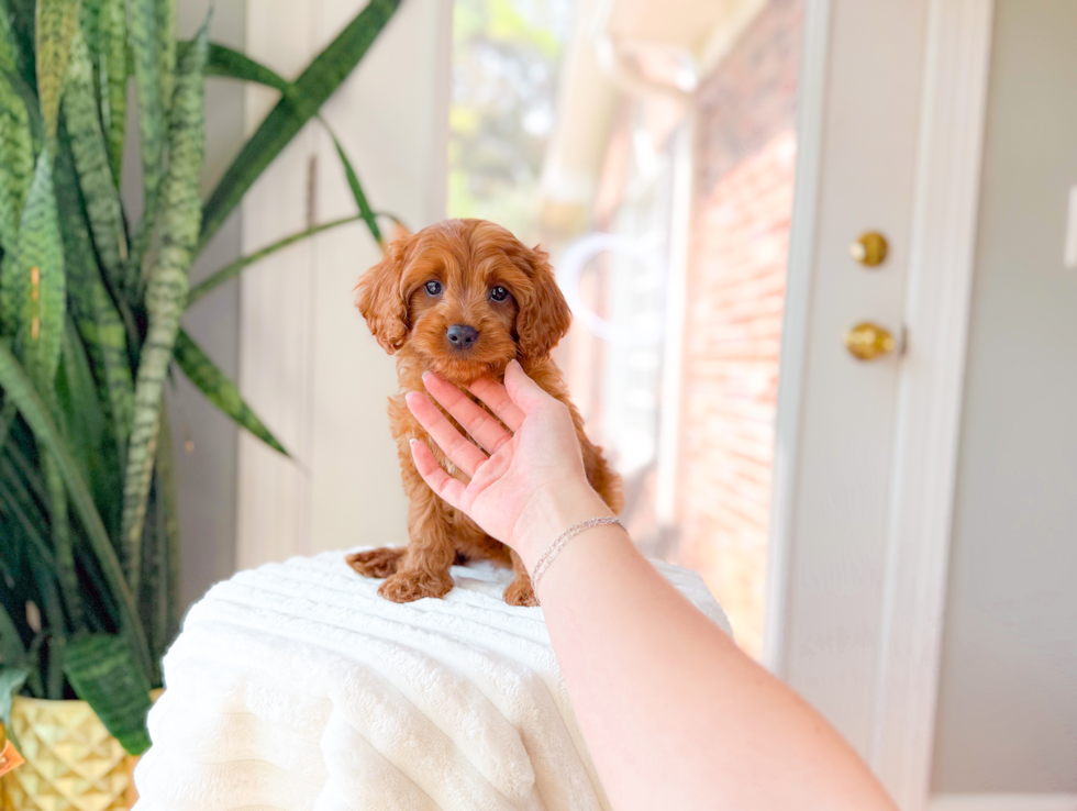 Cavapoo Pup Being Cute