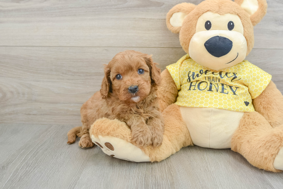 Petite Cavapoo Poodle Mix Pup