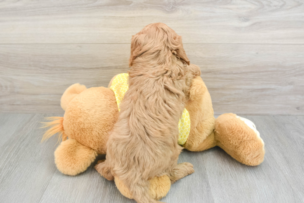 Cavapoo Pup Being Cute