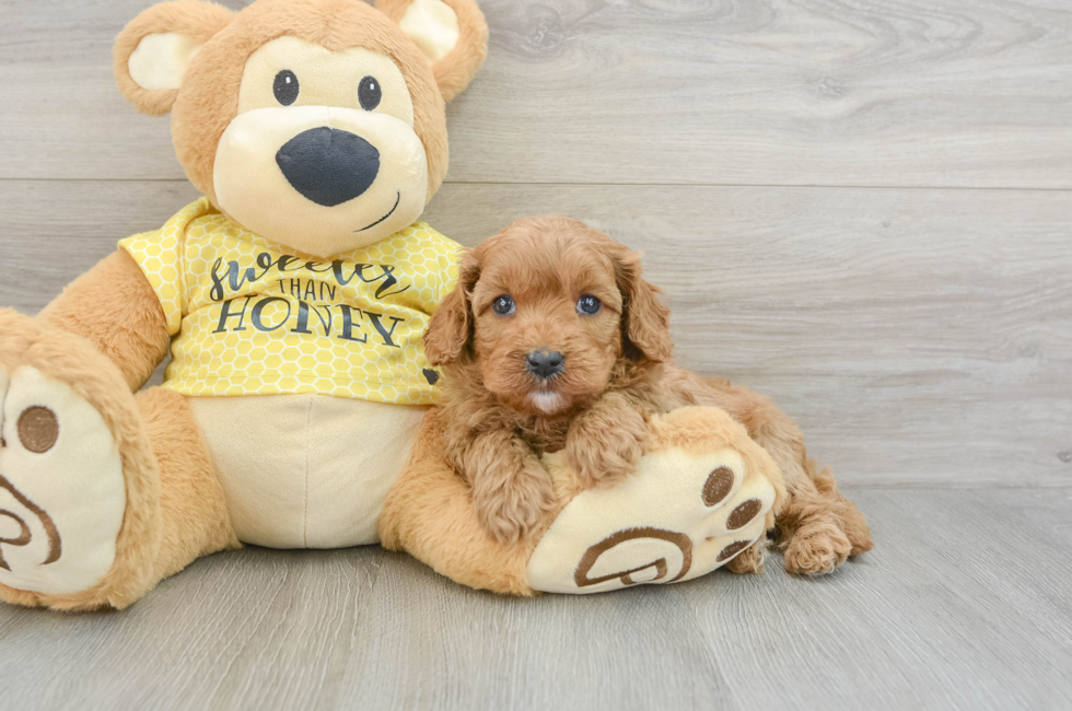 5 week old Cavapoo Puppy For Sale - Simply Southern Pups