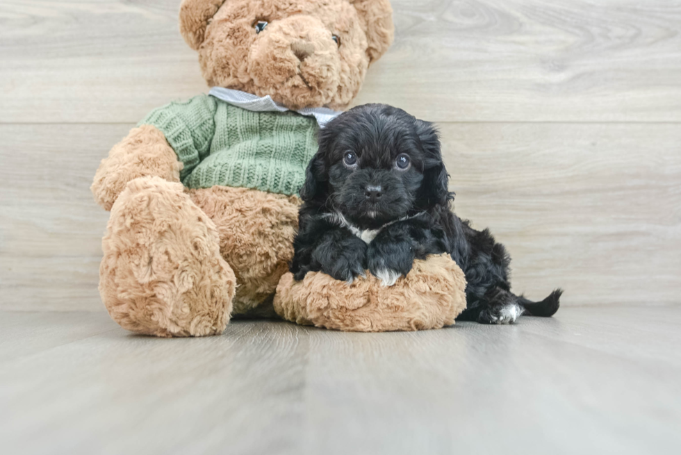 Happy Cavapoo Baby