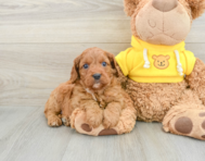 8 week old Cavapoo Puppy For Sale - Simply Southern Pups