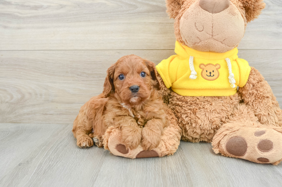 6 week old Cavapoo Puppy For Sale - Simply Southern Pups