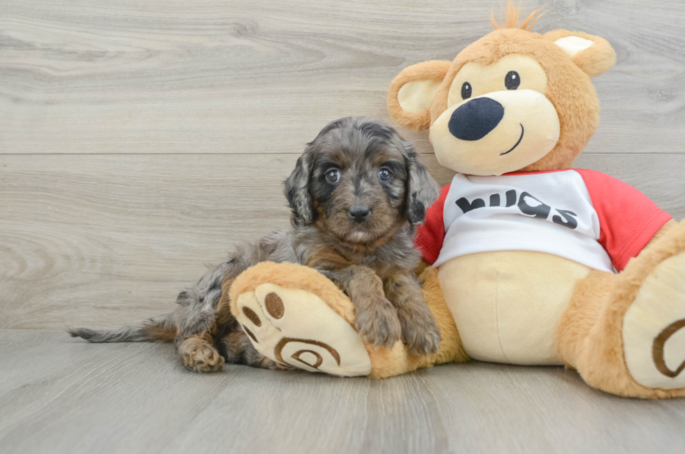 5 week old Cavapoo Puppy For Sale - Simply Southern Pups