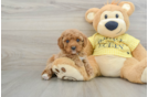 Cavapoo Puppy for Adoption