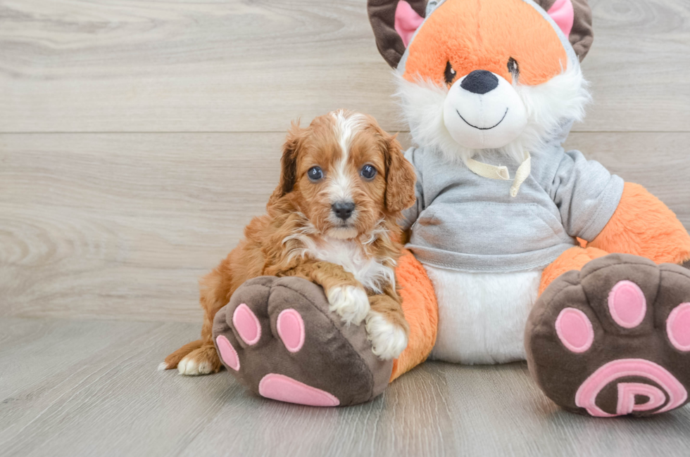 6 week old Cavapoo Puppy For Sale - Simply Southern Pups
