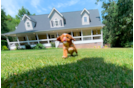 Cute Cavapoodle Poodle Mix Puppy