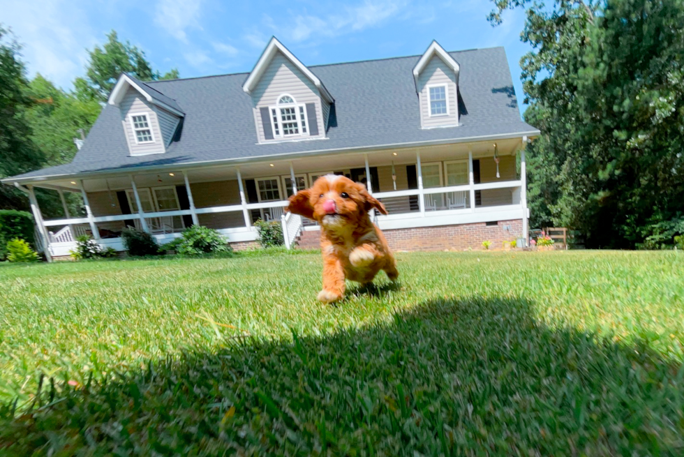 Cute Cavapoodle Poodle Mix Puppy