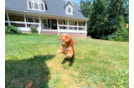 Cute Cavapoo Baby