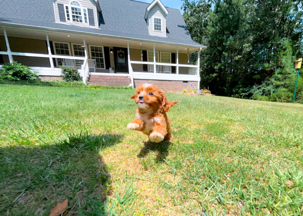 Cute Cavapoo Baby