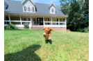 Cavapoo Puppy for Adoption