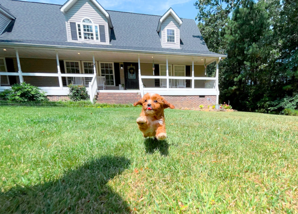 Cavapoo Puppy for Adoption