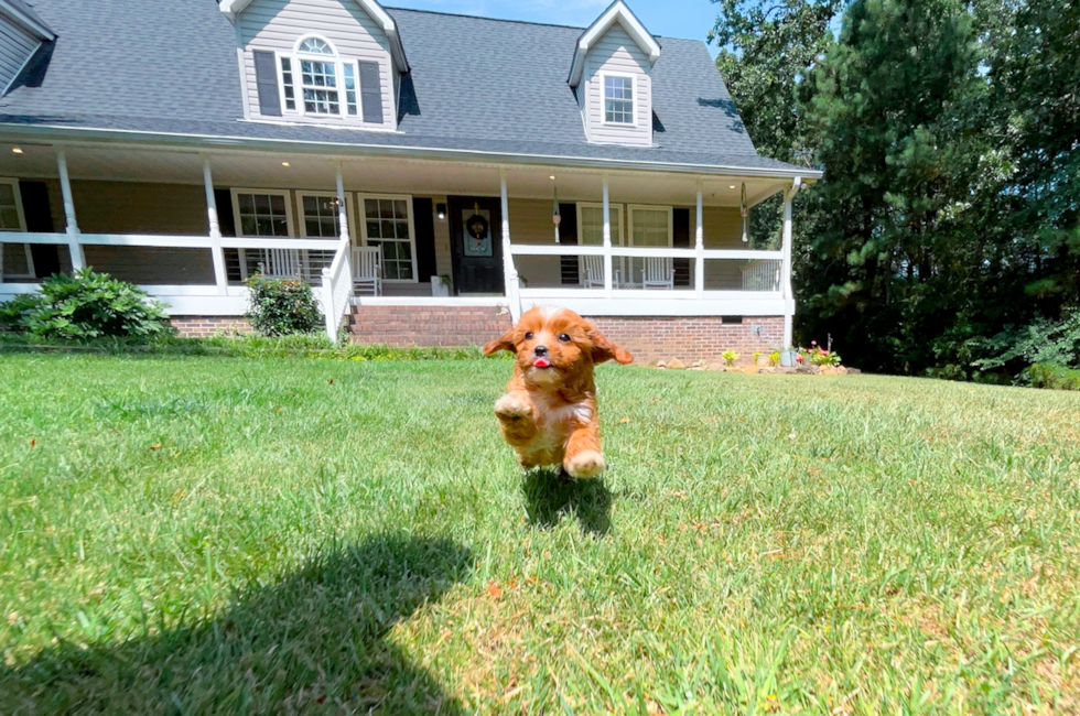 8 week old Cavapoo Puppy For Sale - Simply Southern Pups