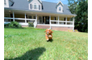 Cute Cavapoo Poodle Mix Pup