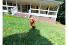 Cavapoo Puppy for Adoption