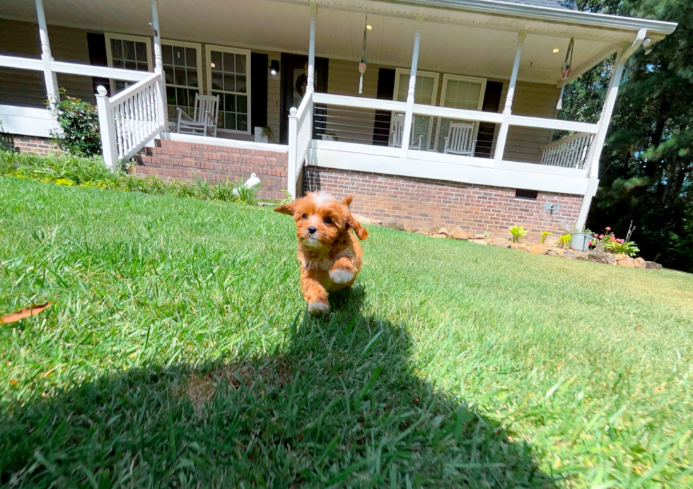 Cavapoo Puppy for Adoption