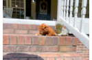 Cute Cavapoo Baby