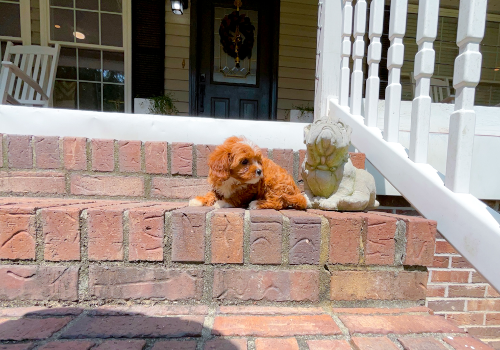 Cute Cavapoo Baby