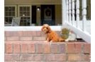 Cavapoo Puppy for Adoption