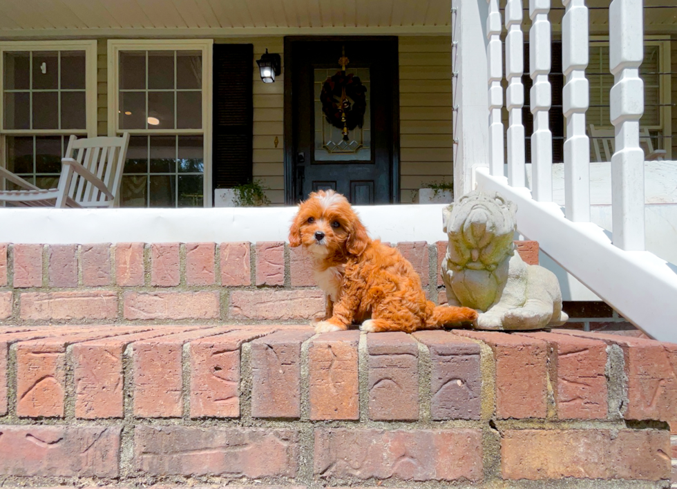 Cavapoo Puppy for Adoption