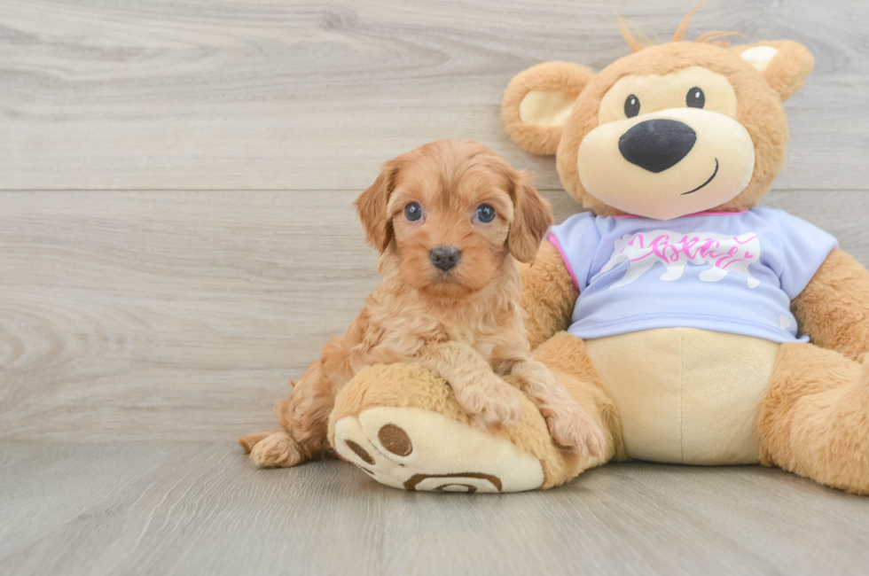 5 week old Cavapoo Puppy For Sale - Simply Southern Pups