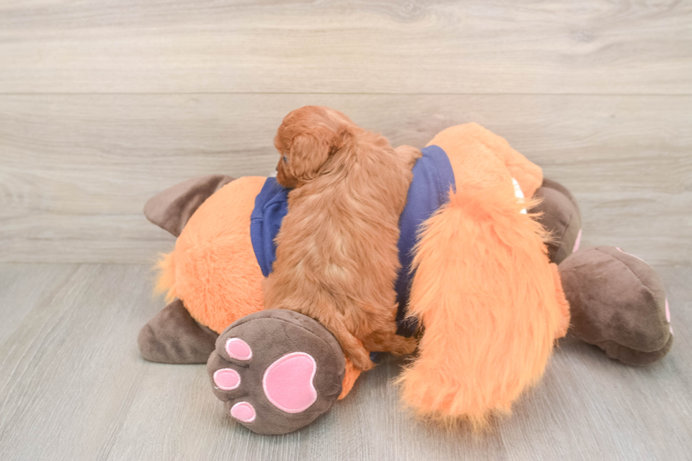 Meet Queenie - our Cavapoo Puppy Photo  3/3 - Simply Southern Pups Best Cavapoo Baby