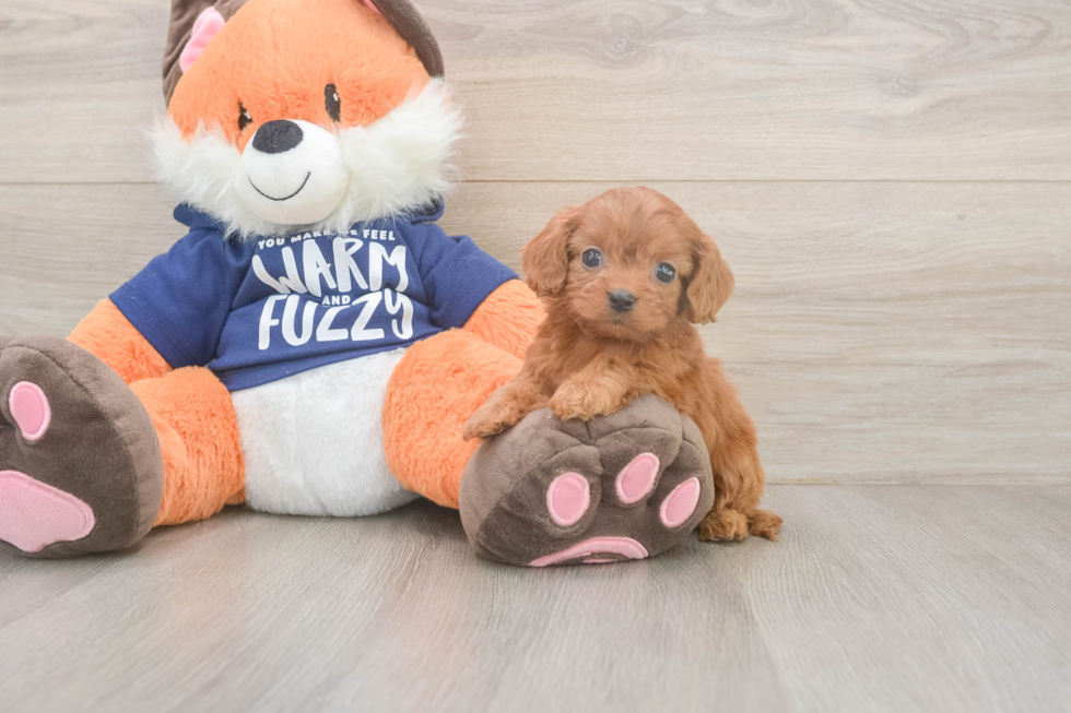 Meet Queenie - our Cavapoo Puppy Photo  1/3 - Simply Southern Pups Happy Cavapoo Baby