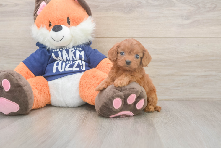 Meet Queenie - our Cavapoo Puppy Photo  1/3 - Simply Southern Pups Happy Cavapoo Baby