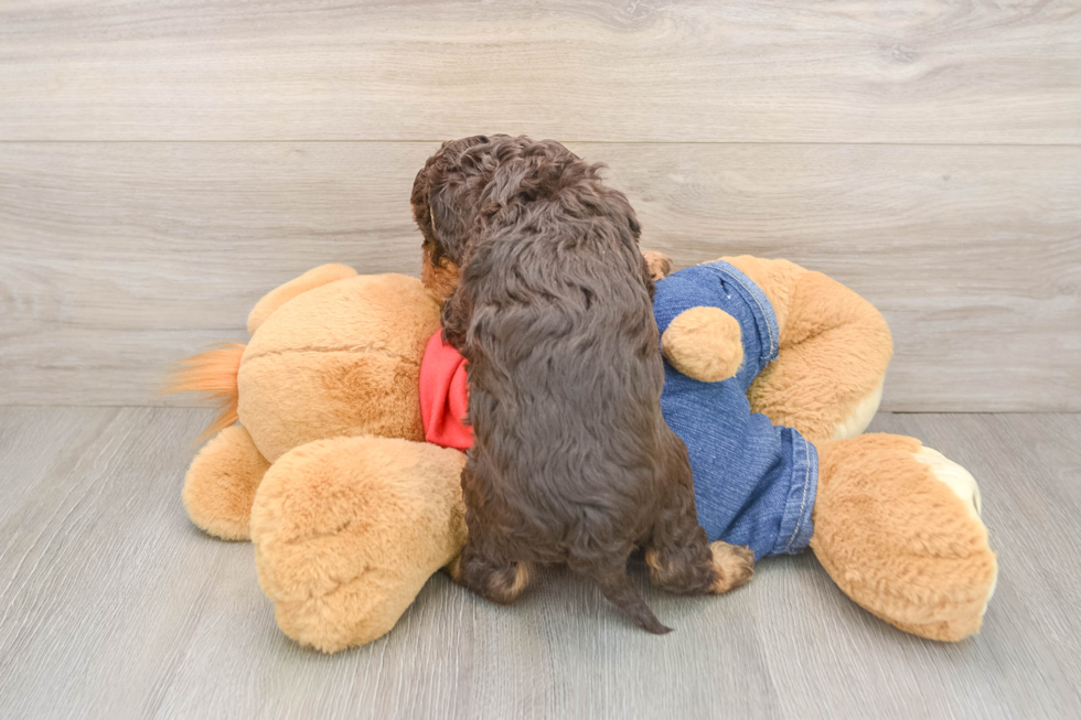 Little Cavipoo Poodle Mix Puppy