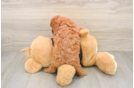Cavapoo Puppy for Adoption