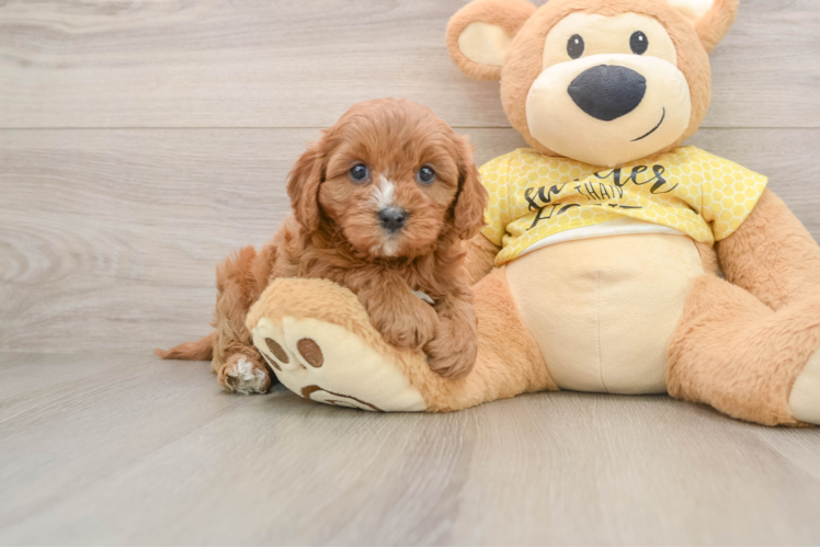 Friendly Cavapoo Baby