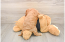 Smart Cavapoo Poodle Mix Pup