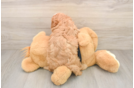 Best Cavapoo Baby