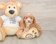 8 week old Cavapoo Puppy For Sale - Simply Southern Pups