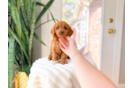 Cute Cavapoodle Poodle Mix Puppy